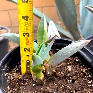 COPY - Amazing Cactus Blue agave $7